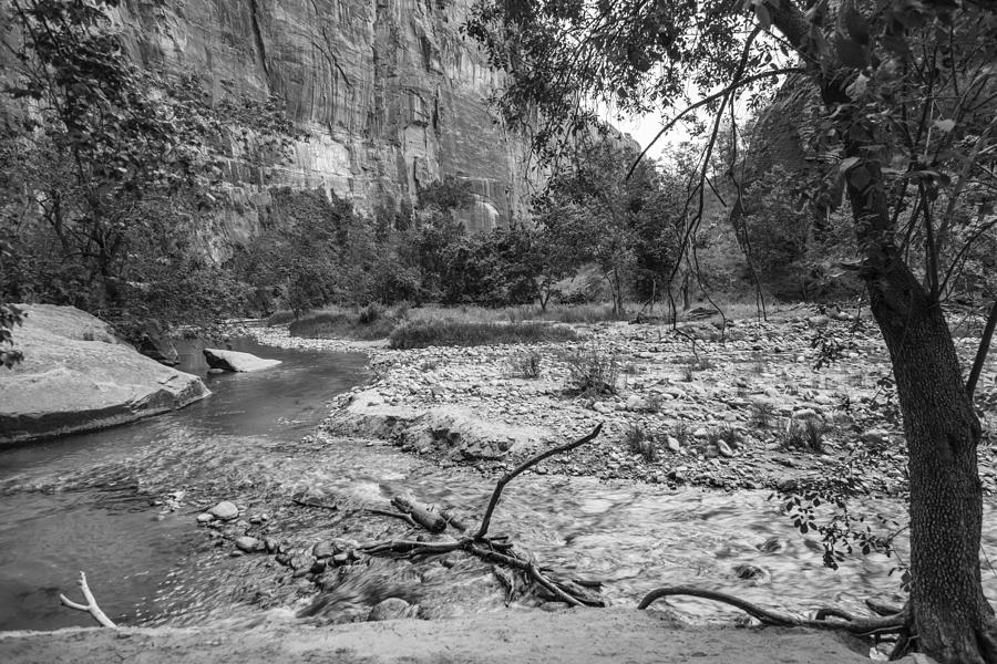 Zion Valley and Tree Photograph by John McGraw