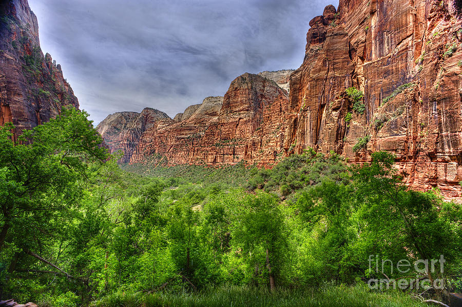 Zion view of valley with trees Photograph by Dan Friend