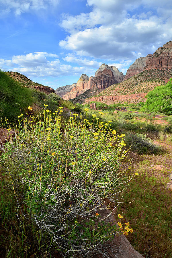 Zion Wildflowers Photograph by Ray Mathis