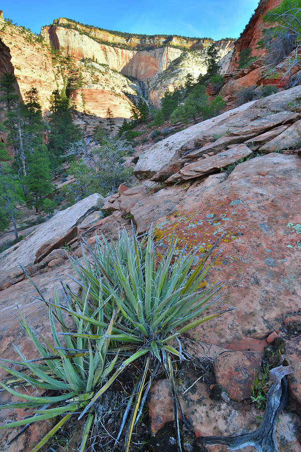 Zion Yucca Photograph by Ray Mathis