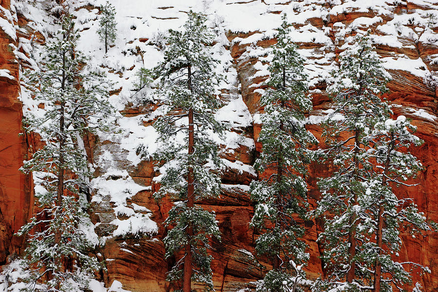 Zions Red and Green Photograph by Daniel Woodrum
