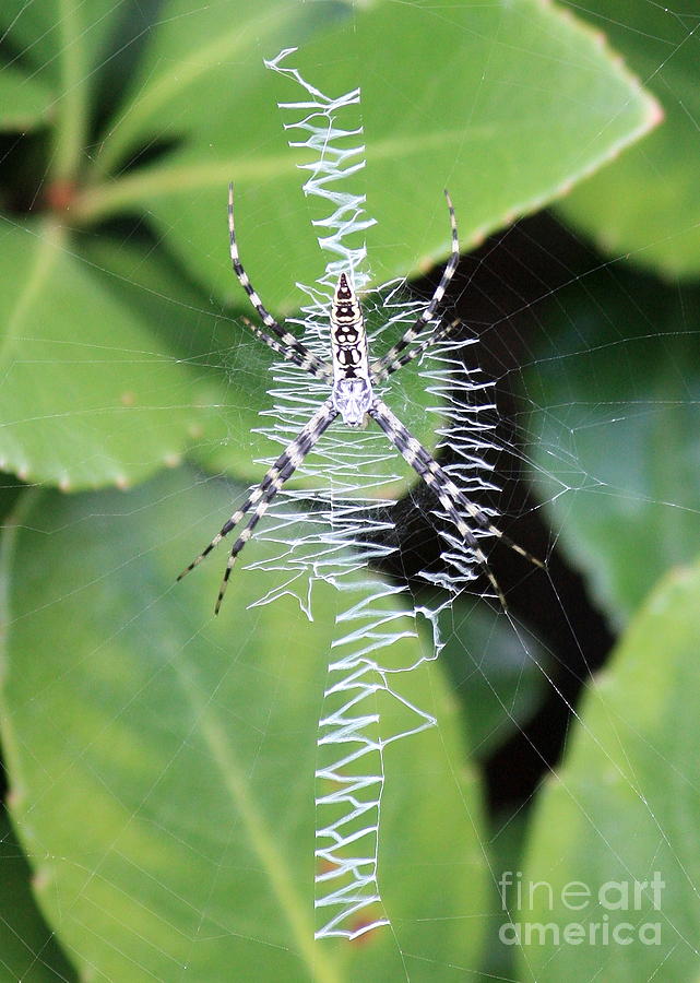 Zipper Spider Photograph by Carol Groenen