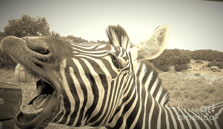 Zippy Zebra Photograph by Brigitte Emme