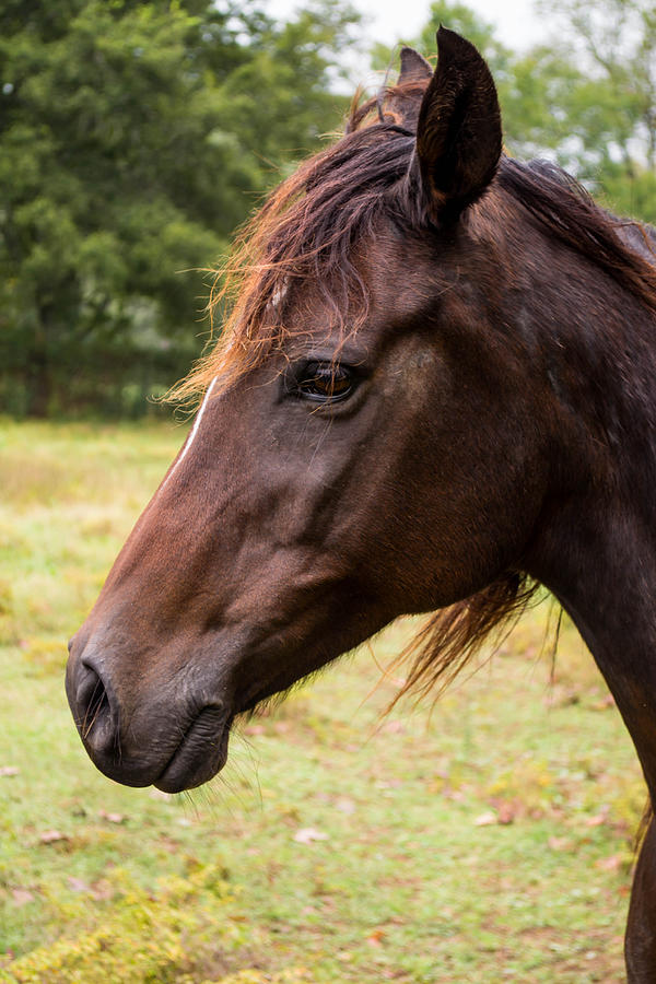 Horse Photograph - Ziva by Connor Goad