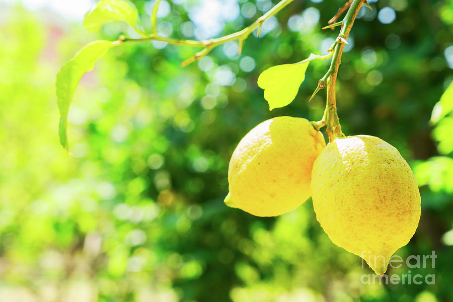 Lemons in Garden Photograph by Anastasy Yarmolovich