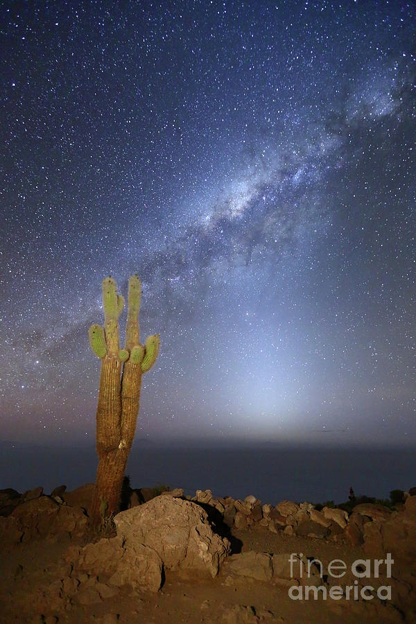 Zodiacal Light Milky Way and Giant Cactus Incahuasi Island Bolivia Photograph by James Brunker