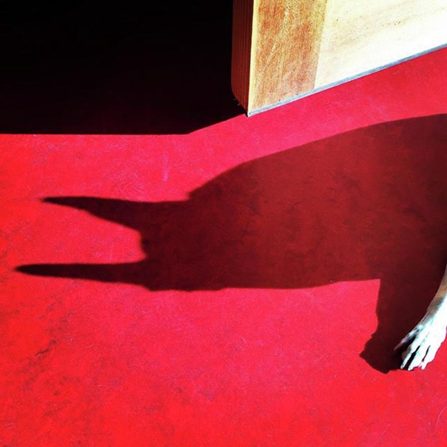 Red Photograph - Zoe In The Afternoon Sun. #shadow by Ginger Oppenheimer