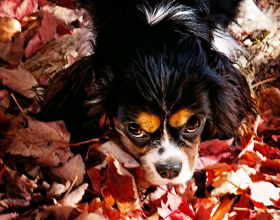 Zoey - Look Into My Eyes Photograph by Gwen Gibson