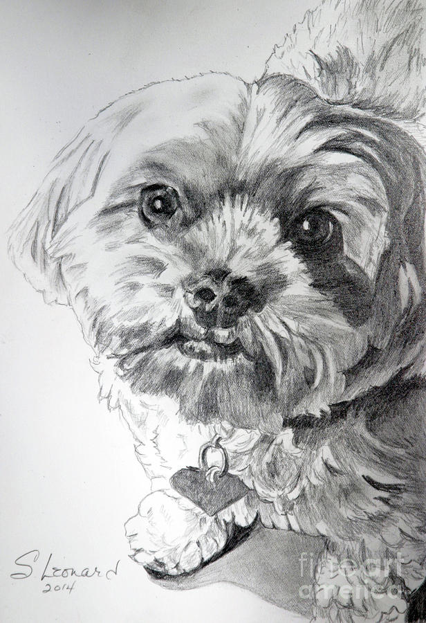 Dog Drawing - Zoey Mae by Suzanne Leonard