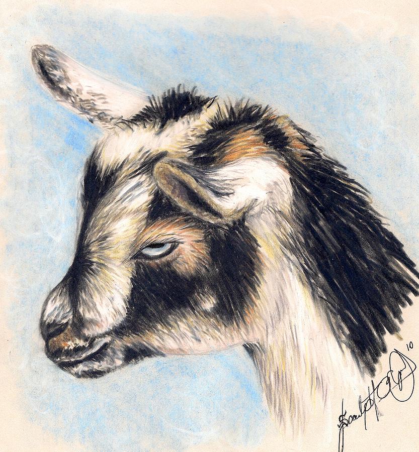 Zoey The Goat Drawing by Scarlett Royale