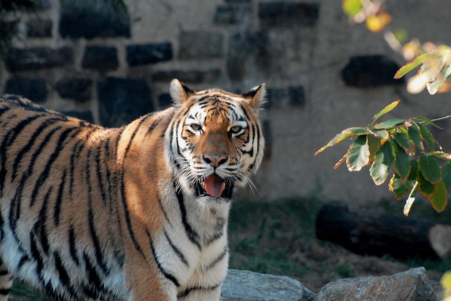 Zoo 34 Photograph by Joyce StJames - Fine Art America