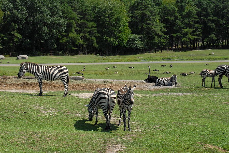 Zoo 96 Photograph by Joyce StJames
