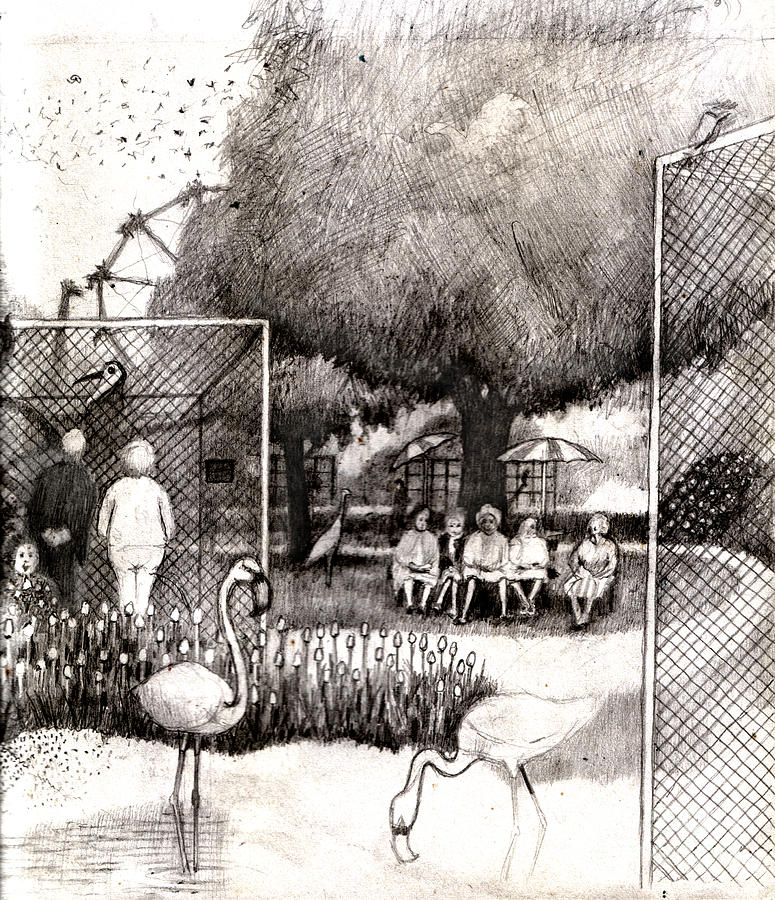 Zoo Drawing By Andy Mercer