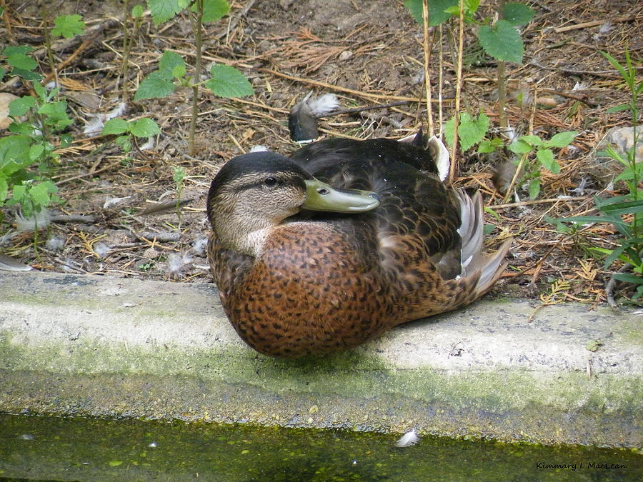 Zoo Duck Photograph by Kimmary MacLean