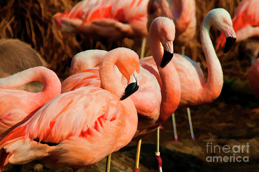 Zoo Flamingos Mixed Media by Wilma Birdwell