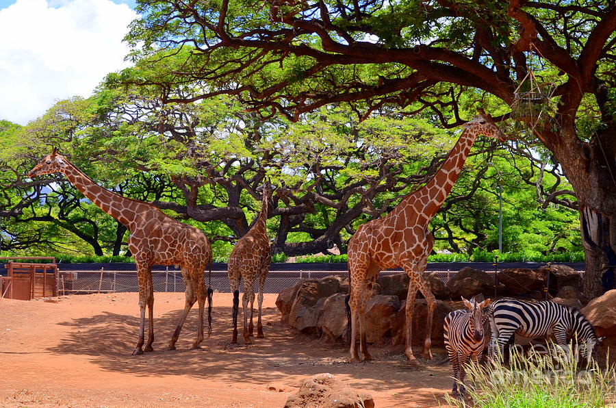 Zoo Giraffes And Zebras Photograph