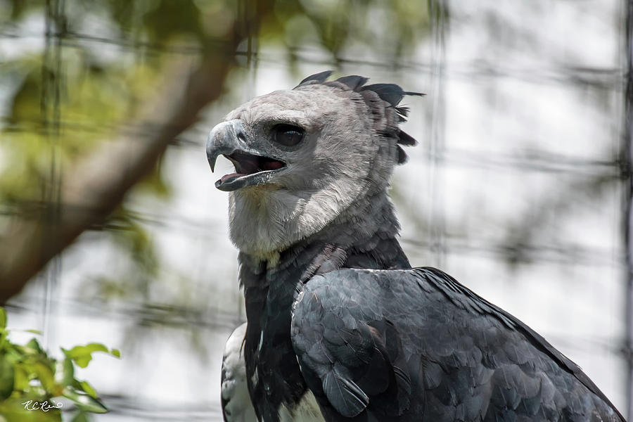 Zoo Miami - American Harpy Eagle - Harpia harpyja Photograph by Ronald Reid