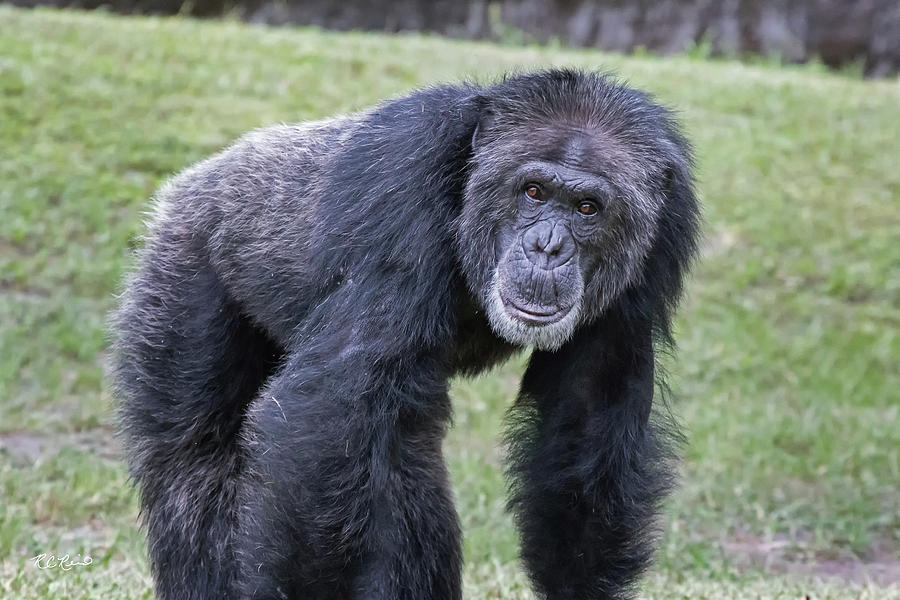 Zoo Miami - Chimpanzee Making his Way Photograph by Ronald Reid