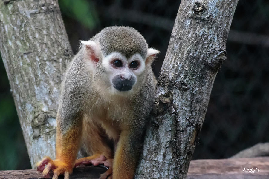Zoo Miami - Common Squirrel Monkey - Saimiri sciureus Photograph by Ronald Reid