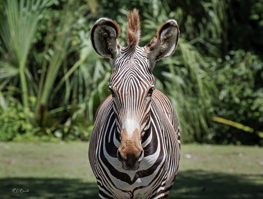 Zoo Miami - Grevys Zebra - Equus grevyi - Endangered Photograph by Ronald Reid