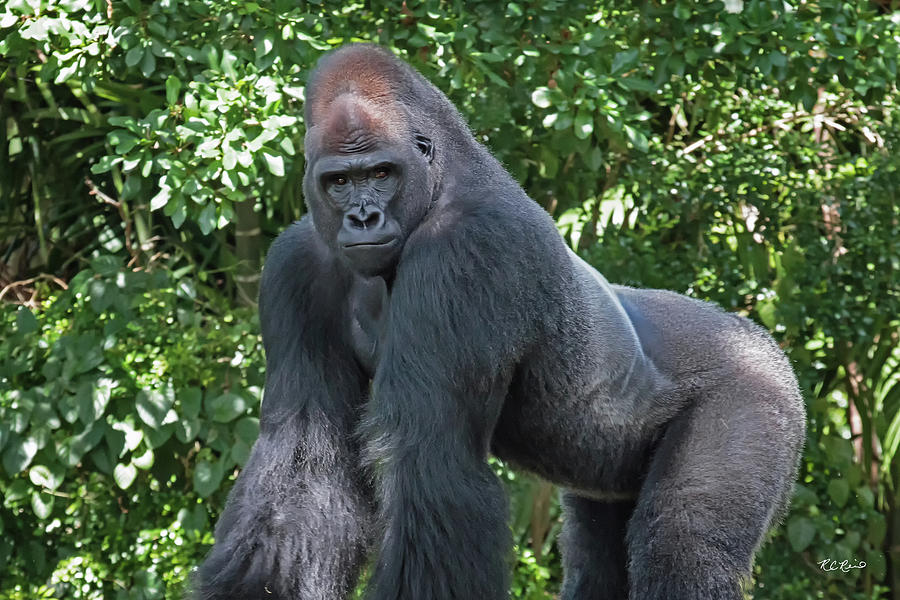 Zoo Miami - Lowland Gorilla Sternly Profiling Photograph by Ronald Reid