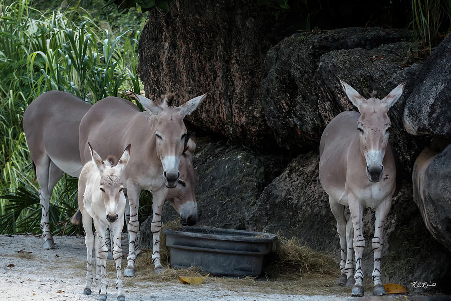 Zoo Miami - Somali Wild Ass - Equus africanus somaliensis Photograph by Ronald Reid