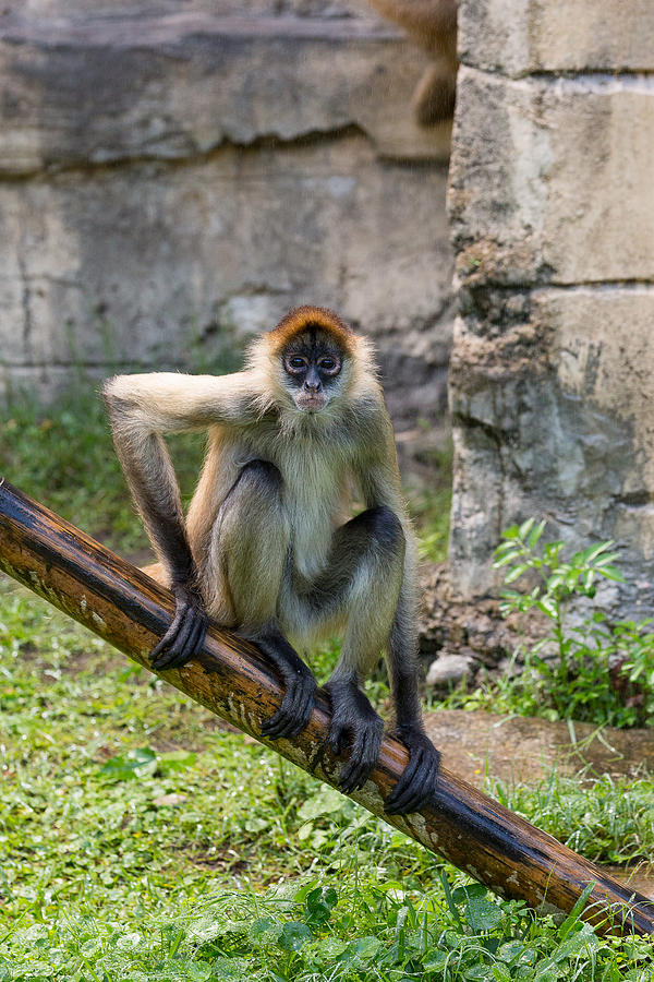 Zoo Monkey Photograph by Allan Morrison