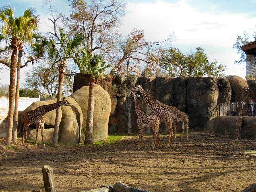 Giraffe Photograph - Zoo yard by Camera Candy