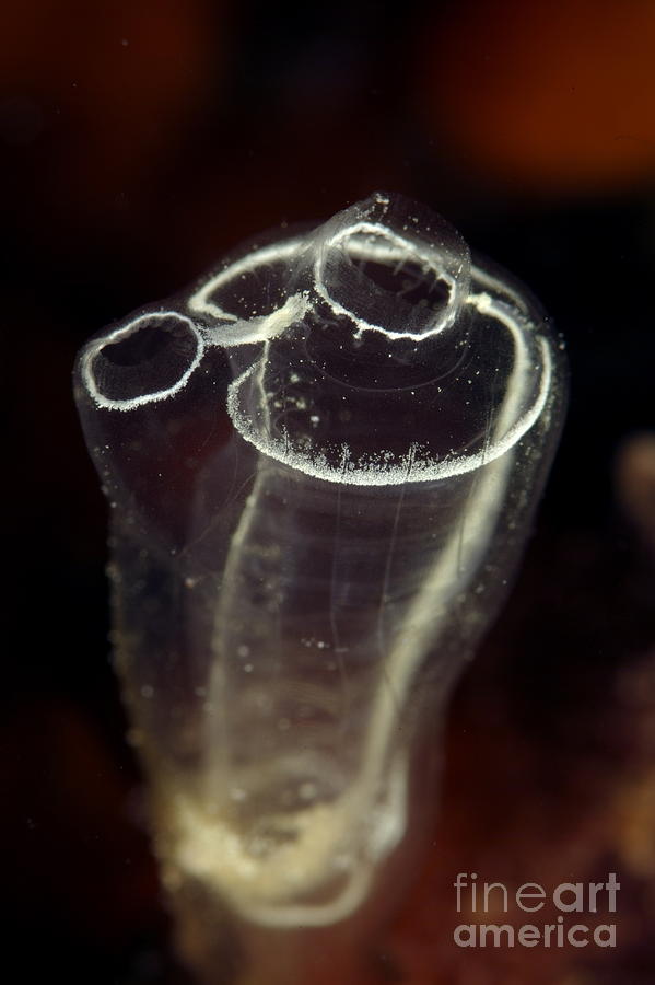 Zooid of a Sea Squirt Photograph by Sami Sarkis