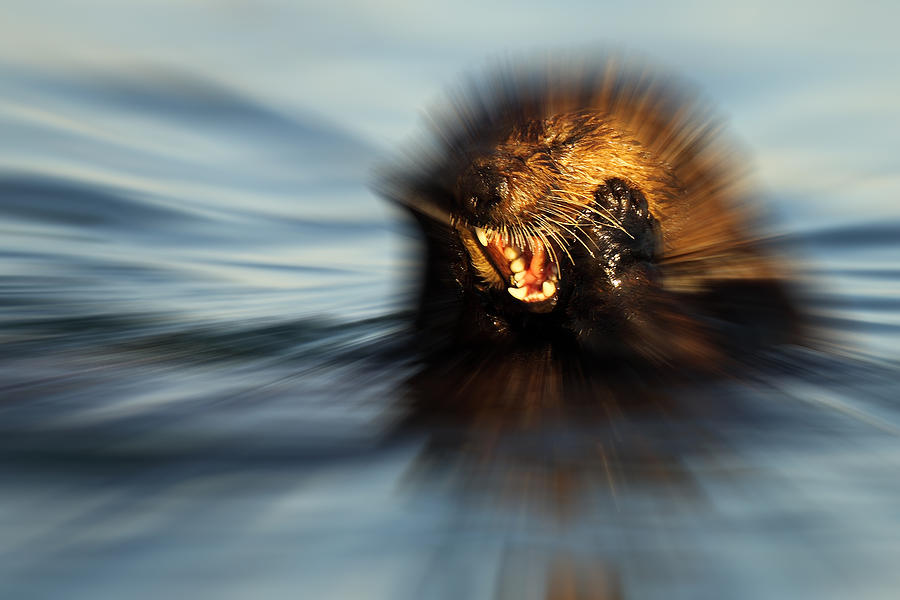 Zoom Blurred Sea Otter With A Tootheache Photograph by Max Allen