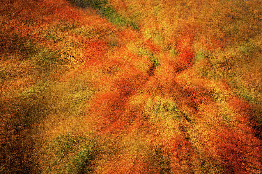 Zoom Into Autumn  Photograph by Jenny Rainbow