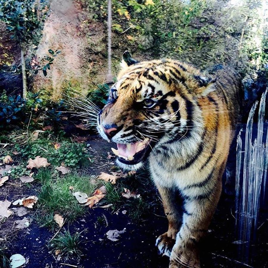 Wildlife Photograph - Tiger  by Cristina Brandi