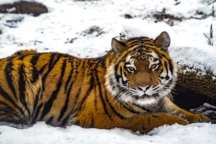 Zoya The Amur Tiger Photograph by Ron Pate