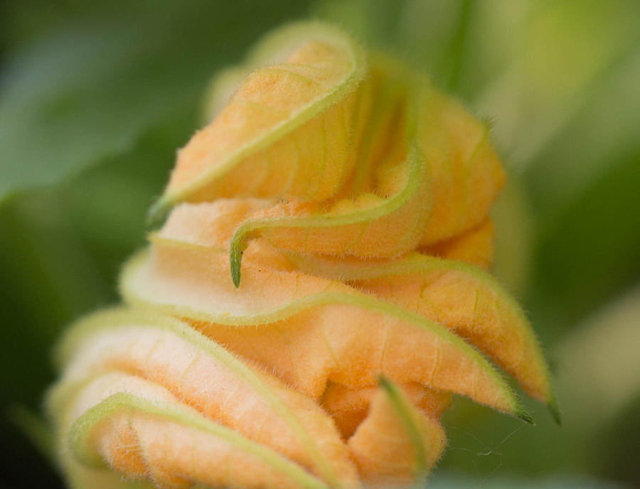 Zucchini Flower Photograph by Cathy Donohoue