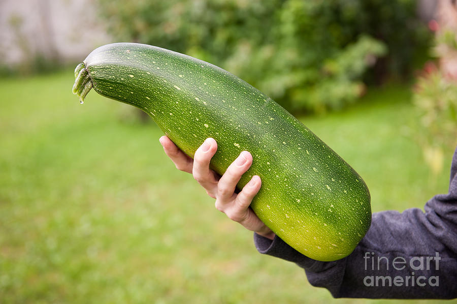 Zucchini or courgette fruit Photograph by Arletta Cwalina