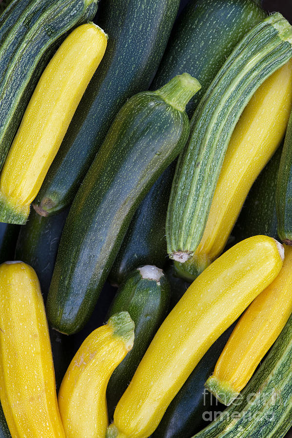 Zucchini Harvest Photograph by Tim Gainey