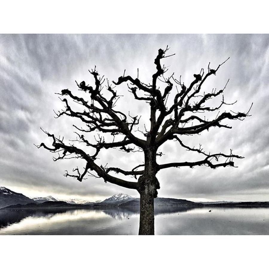 Tree Photograph - #zug #zugersee #tree #grau #wolken by Thomas Lindauer