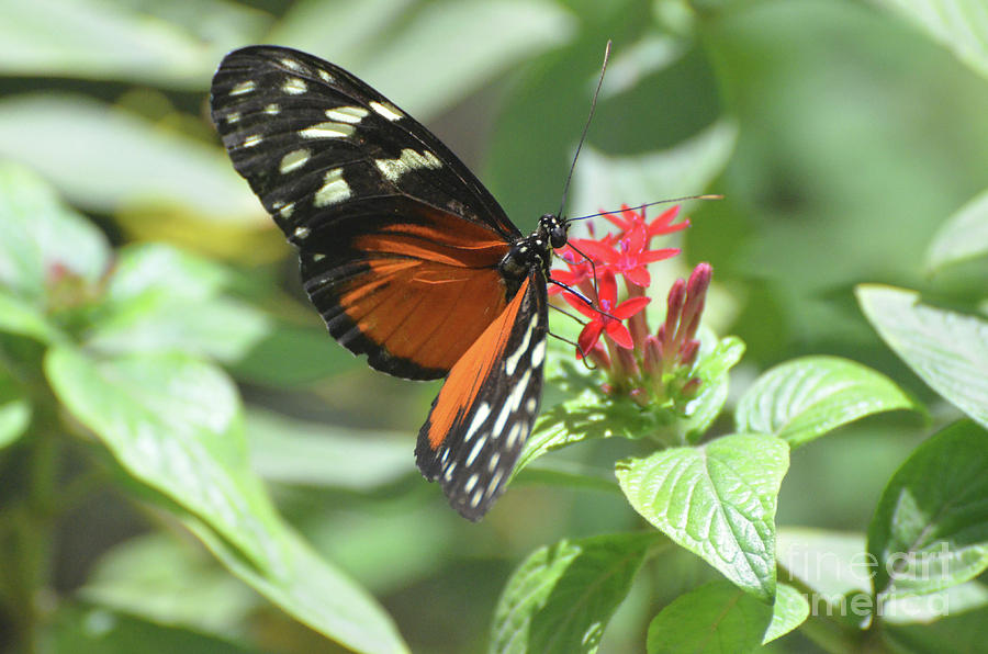 Zuleika Butterfly Polinating a Red Flower Blossom Photograph by DejaVu Designs