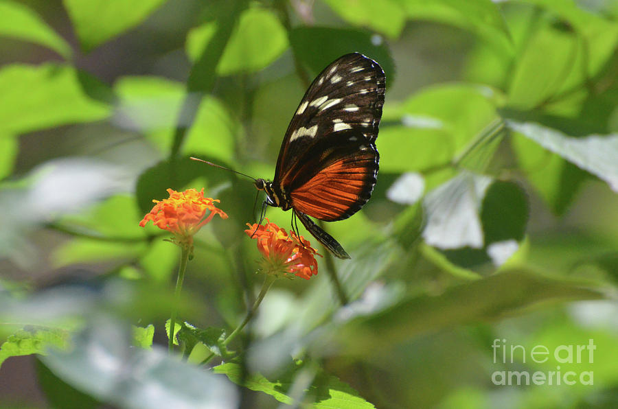 Zuleika Butterfly Sitting on an Orange Flower Blossom Photograph by DejaVu Designs