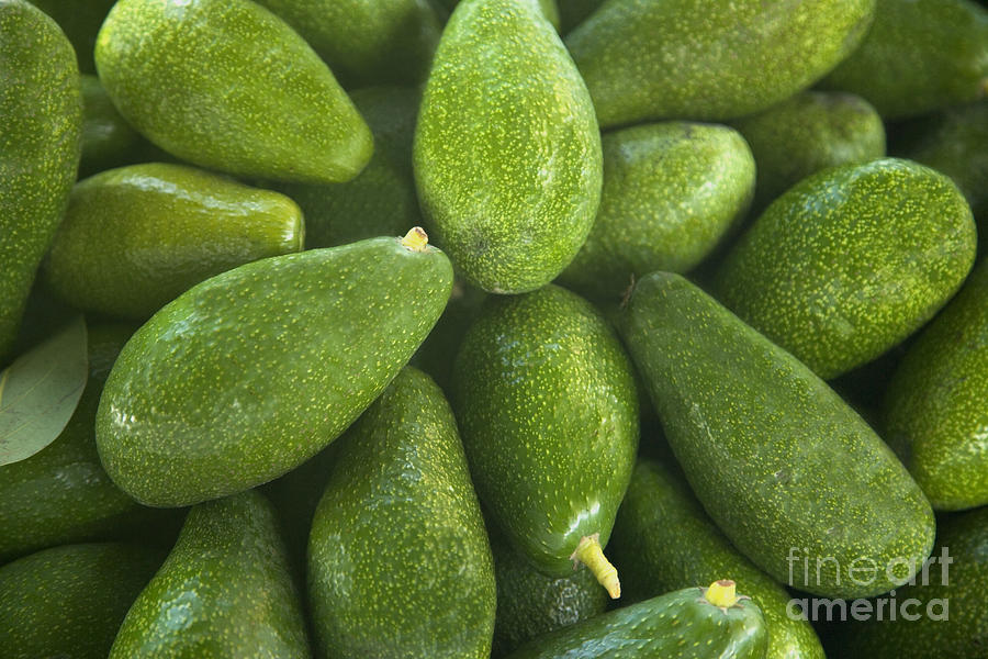 Zutano Avocados Photograph by Inga Spence