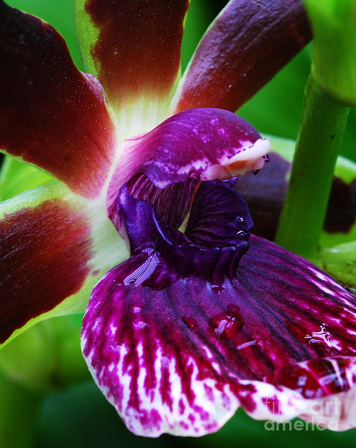 Zygolum Orchid Detail Photograph by Nancy Mueller