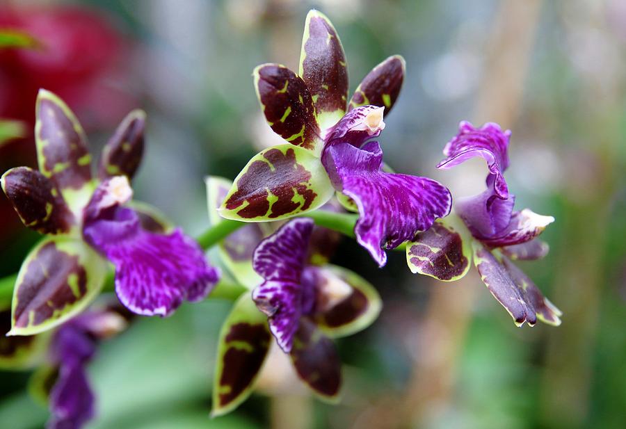 Zygopetalum Advance Australia Orchid Photograph by Carol Montoya