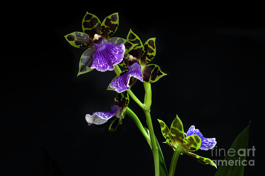 Zygopetalum Clayi Orchid Photograph by Tim Gainey