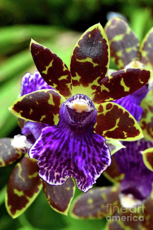 Zygopetalum Orchid Photograph by Nancy Mueller