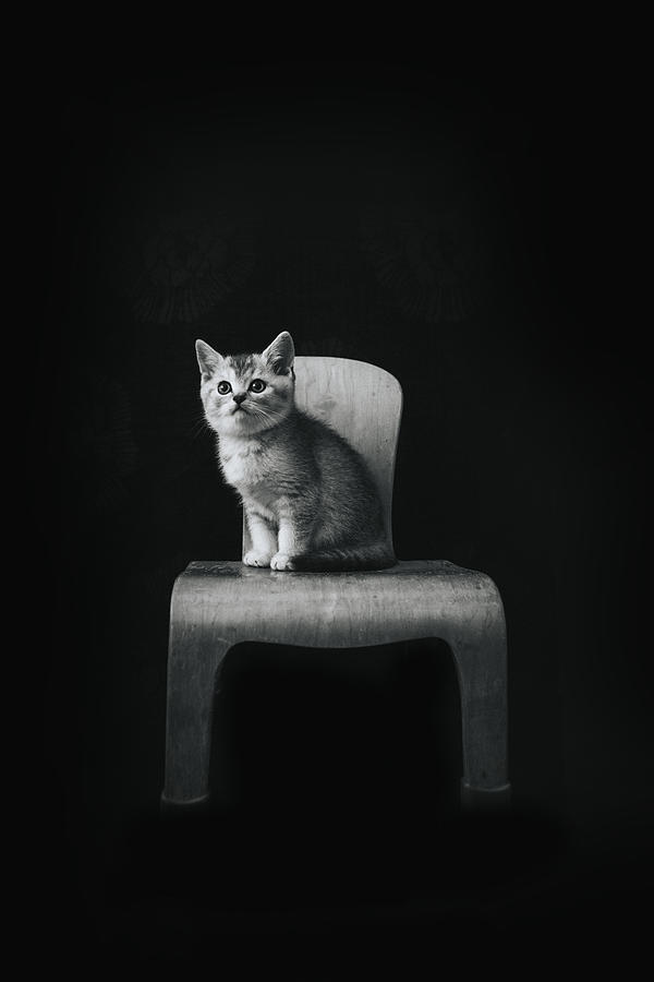 ... ::: The Cat ::: ... Photograph by Deniz Tetik