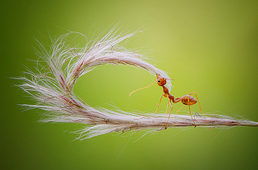 Ant Photograph - --- by Ahmad Baihaki