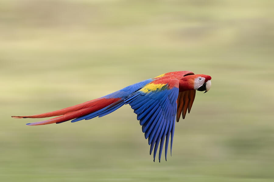 Macaw Photograph - ~ Flying Colours ~ by Renee Doyle