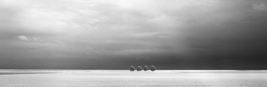Tree Photograph - ???? Ir by Max Witjes