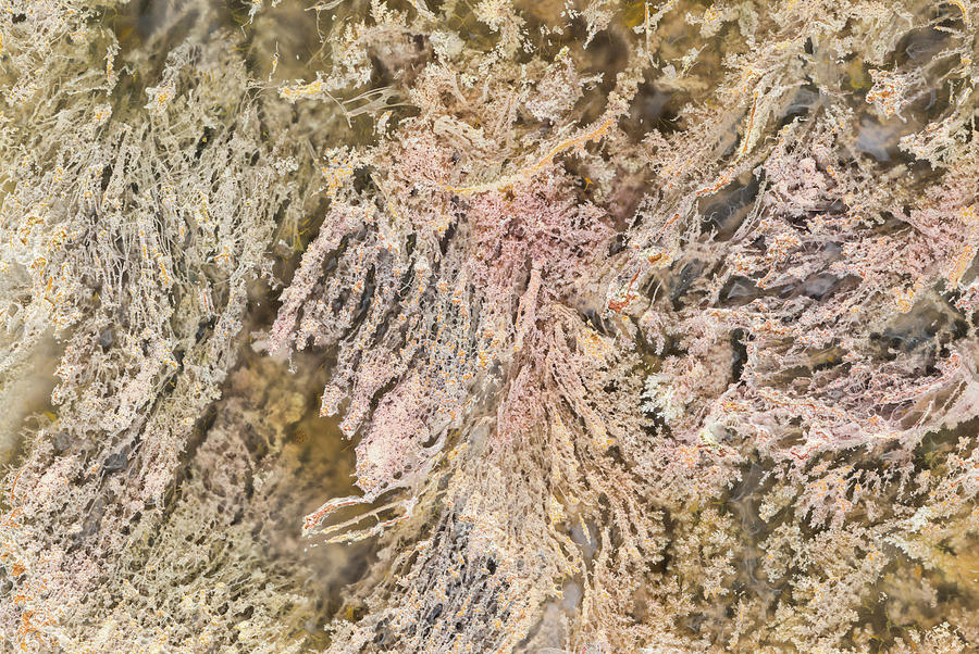  Moss Agate, Closeup Photograph by Mark Windom