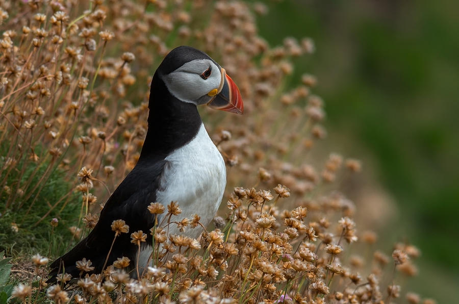 Puffin Photograph -  by Piotr Galus